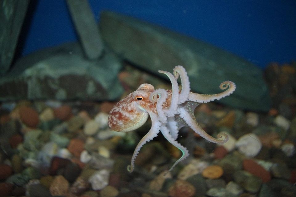 Lake District Coast Aquarium